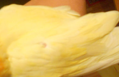 Лечение переломов у птиц. Помощь при переломах крыльев и лап
