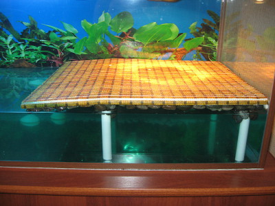 Островок (бережок, суша, плотик) и мостик в аквариум для черепахи своими руками