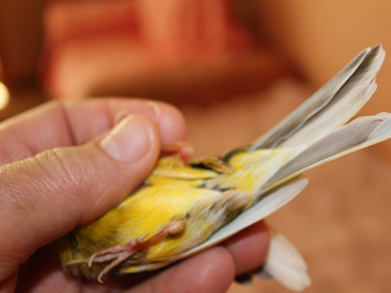 Условия содержания декоративных птиц дома: клетка, аксессуары, корм