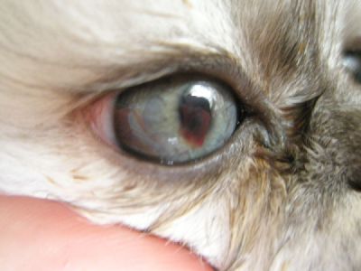Кровоизлияние глаза у кошек