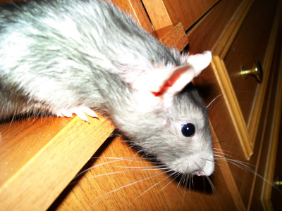 Лечение абсцесса у крысы, симптомы и причины возникновения