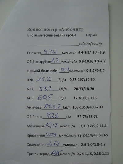 Бланк биохимического анализа. Направление на анализ крови на биохимию бланк. Направление на кровь бланк биохимического анализа крови. Направление на биохимический анализ крови бланк. Направление на биохимический анализ крови чистый бланк.