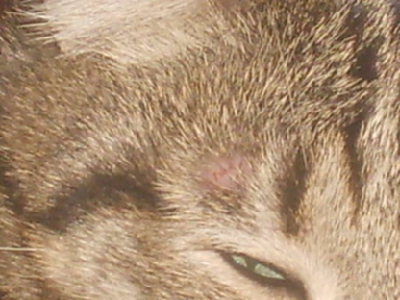 Третье веко у кошек: причины появления и лечение