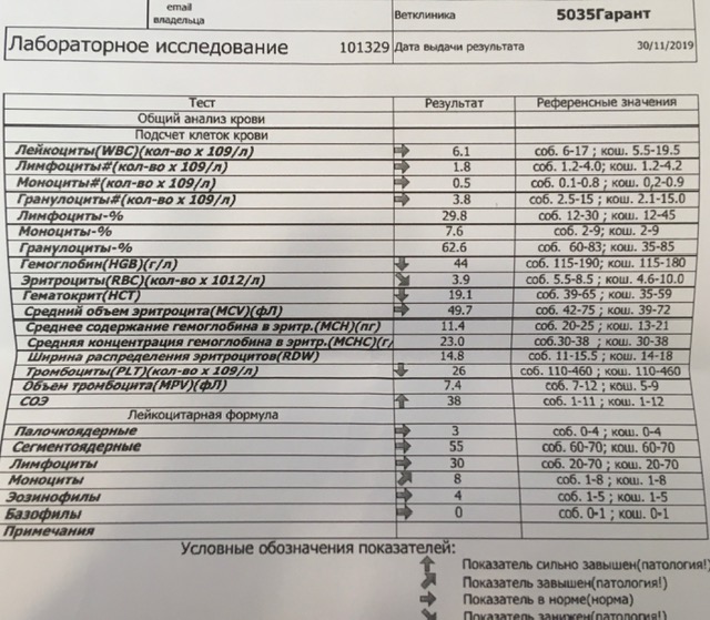 Ринотрахеит у кошек симптомы и схема лечения