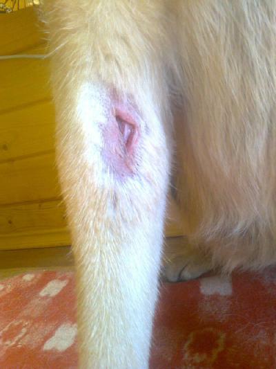 Чем можно обработать рану собаке?