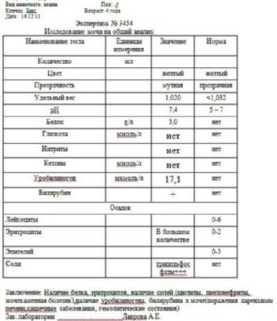 Схема лечения мкб у кошек