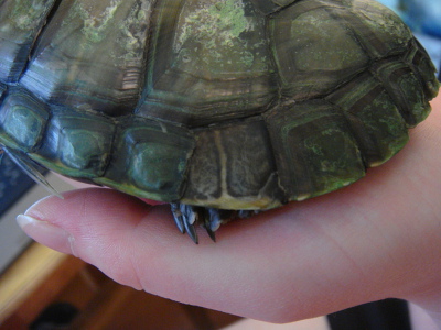 Мягкий панцирь у сухопутной черепахи, что делать?