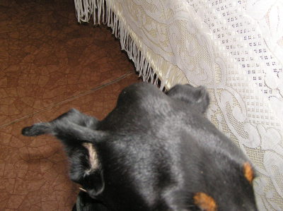 Строение черепа собаки шишка на голове что это может быть фото
