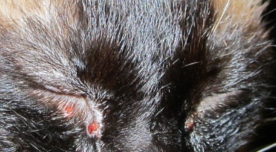 У кошки коричневые выделения из глаз - причины патологии