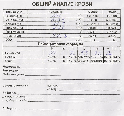 Ринотрахеит у собак схема лечения