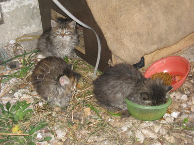 Стул у маленьких котят