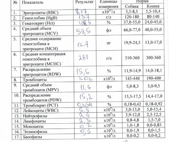 Мснс повышен